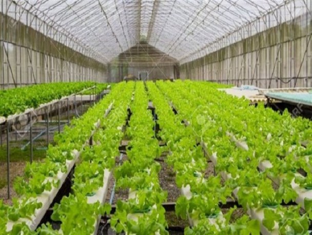 حذف موانع موجود در مسیر توسعه گلخانه‌ها امری ضروری است