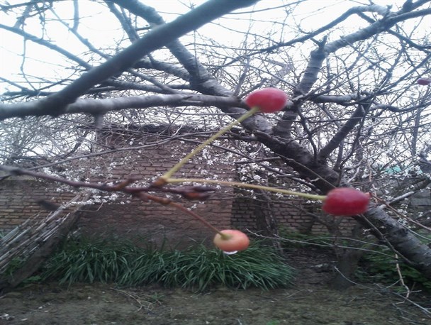 به بار نشستن درخت آلبالو در نیمه زمستان+عکس