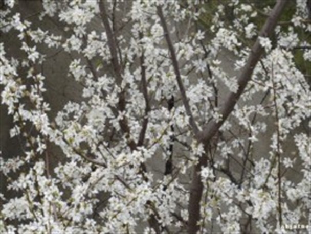 شکوفه های زمستانی بر اندام درختان فومن نشست+تصاویر