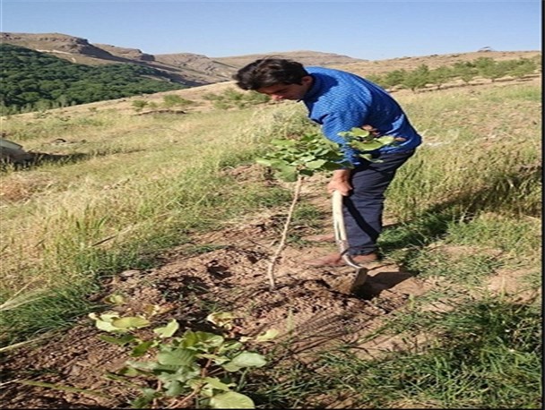 موفقیت جوان عجب شیری در راستای اصلاح الگوی کشت