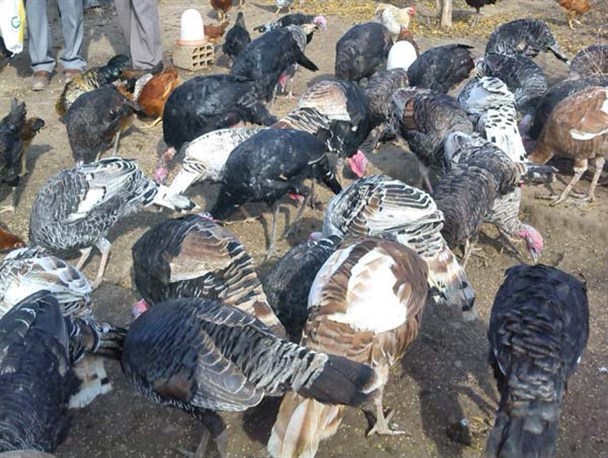 اطلاعیه اداره محیط زیست شهرستان پاسارگاد