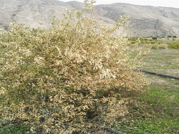 خسارت سنگین سرمازدگی به مرکبات ماهور باشت+تصاویر