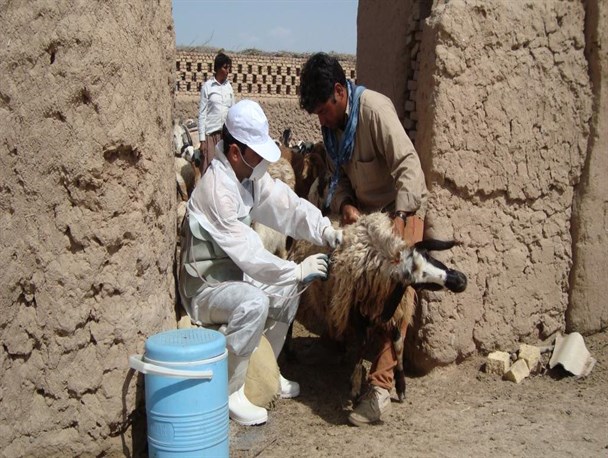 دام‌های سبک در خلیل‌آباد علیه بیماری طاعون نشخوارکنندگان مایه‌کوبی شدند
