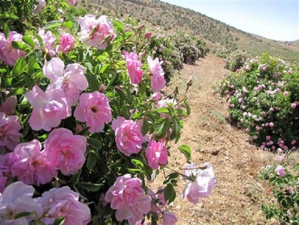 کاشت ۲۰ هکتارگل محمدی در اراضی ایوان