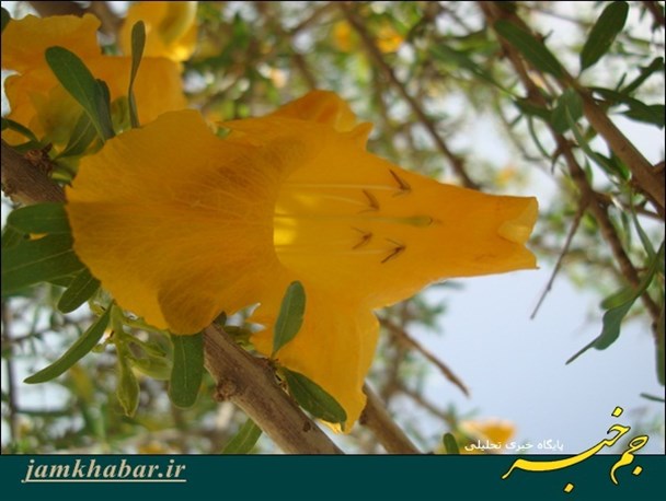 انارشیطان(سونگ)، یکی از صد درخت زیبای دنیا