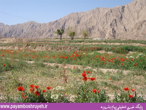 دشت آلاله و شقایق های کوهی بشرویه چشم انتظار مسافران نوروزی +تصاویر