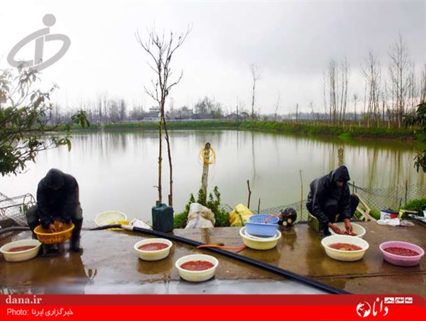 گزارش تصویری/پرورش ماهی سفره هفت سین در گیلان