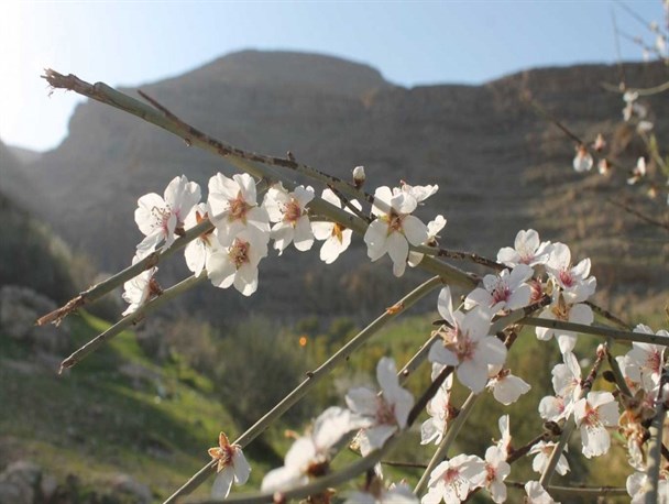 تصاویر زیبای شکوفه های بادام اشکفت سلمان ایذه