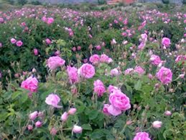 پیش بینی برداشت 67 تن گل محمدی در سال جاری/ حدود 95 درصد گل محمدی به گلاب تبدیل می‌شود