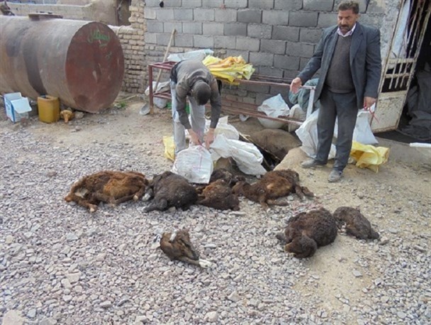 واکسیناسیون 25 هزار راس دام علیه بیماری تب برفکی در قوچان