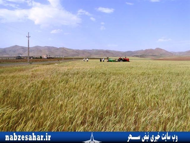 سم پاشی 77هزار هکتار از گندمزارهای دهگلان برای مبارزه با" سن"
