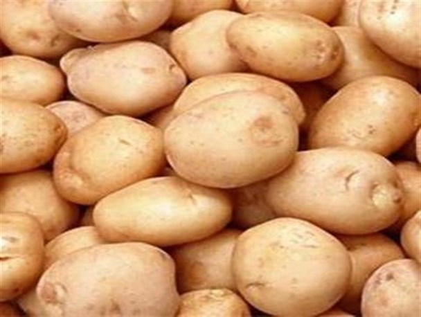 همایش ملی هم‎اندیشی تولید و تجارت سیب‎زمینی برگزار شد