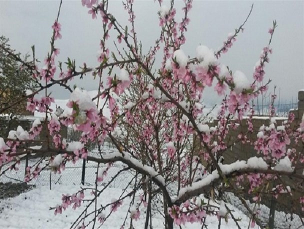 بارش برف در تویسرکان در آخرین روزهای فروردین /66.7 میلمتر، مجموع بارش ها در دو روز گذشته +تصاویر