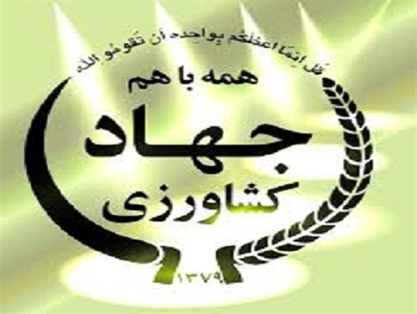سه کشت جایگزین برنج به کشاورزان معرفی شد