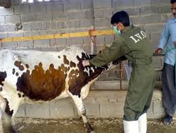 اردیبهشت،اجرای طرح سراسری واکسیناسیون تب برفکی