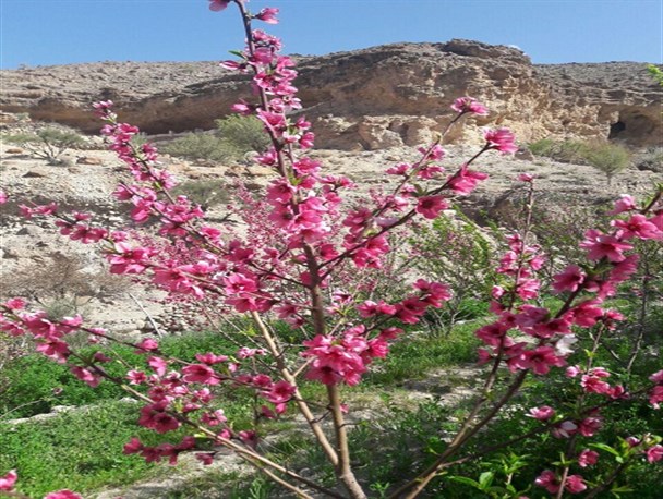 شکوفه های بهاری و طبیعت زیبای روستای تاریخی و گردشگری روپس هفتادملا