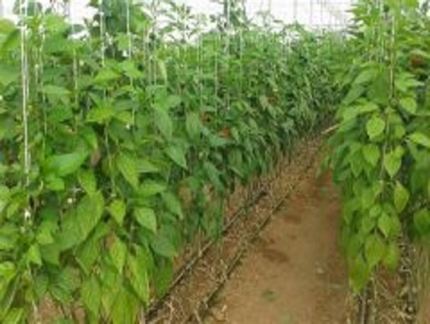 ۸۰۰ نفر از گلشنی های دهاقان در صنعت گلخانه ای فعالیت دارند