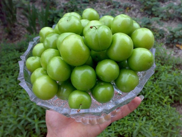 گوجه سبز کیلویی ۸۵ هزار تومان به بازار کرج رسید!