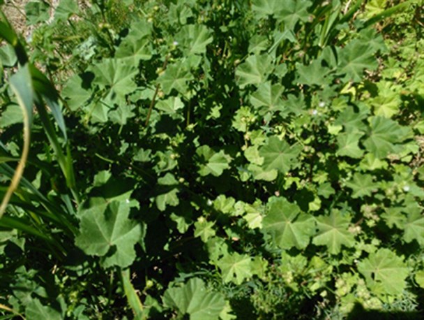 خاصیت درمانی گیاهان بومی سیستان
