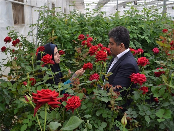 اقتصاد مقاومتی تحول گر است/ تولید 6 میلیون شاخه گل رز در سال/ اشتغال زایی برای 220 نفر + تصاویر