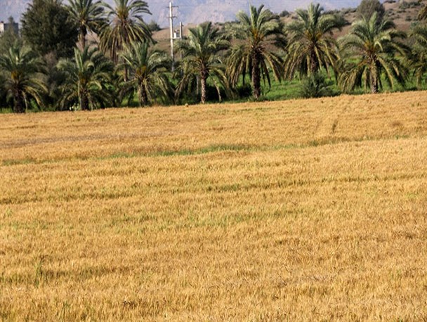 تصاویر دیدنی از مزارع گندم در هشتبندی میناب