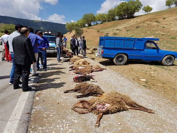 ۴۵ رأس گوسفند در تصادف با کامیون تلف شد+تصویر