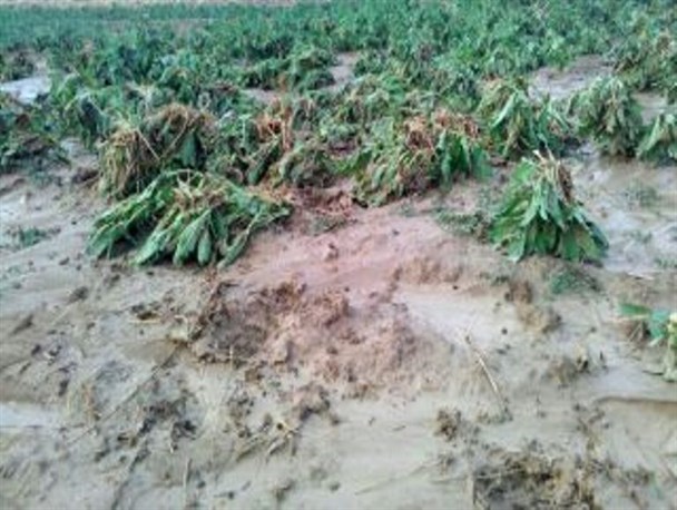 سیل موجب خسارت به ۴ هزار هکتار از اراضی کشاورزی آذربایجان غربی شد