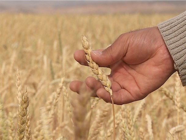 رونق تولید گندم در گرو بازنگری نرخ خرید تضمینی/ امید کشاورزان هر سال به ناامیدی تبدیل می‌شود