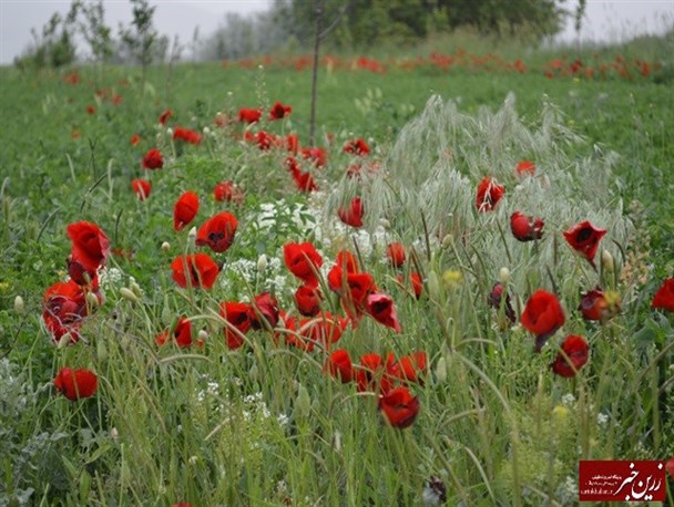 خودنمایی لاله ها در طبیعت بهاری میاندوآب + تصاویر