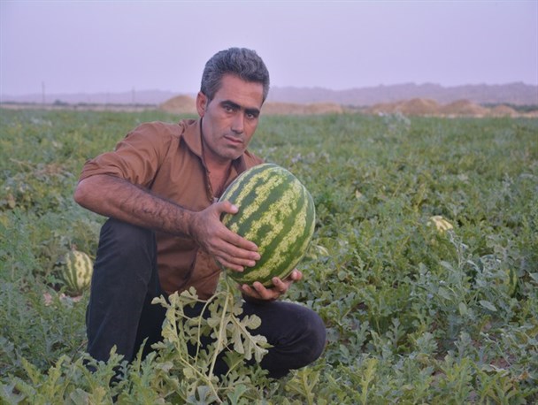 کمر کشاورزان زیدونی در سایه بی تدبیری دولت شکست
