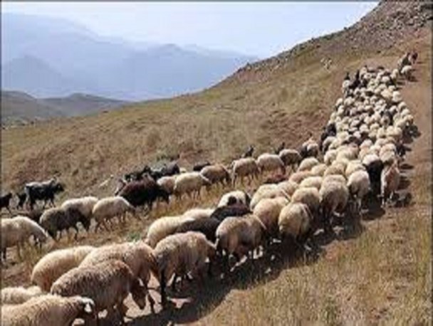 میهمان ناخوانده خونخوار، در راه ایران/ دام تب کریمه کنگو دوباره پهن شد