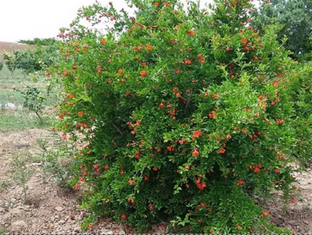تصاویری زیبا از گلهای انار در بادرود