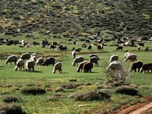 ورود دامداران به ییلاقات استان از ابتدای خردادماه/۱۷۴۰ هکتار از مراتع قرق استان؛ آماده بهره برداری