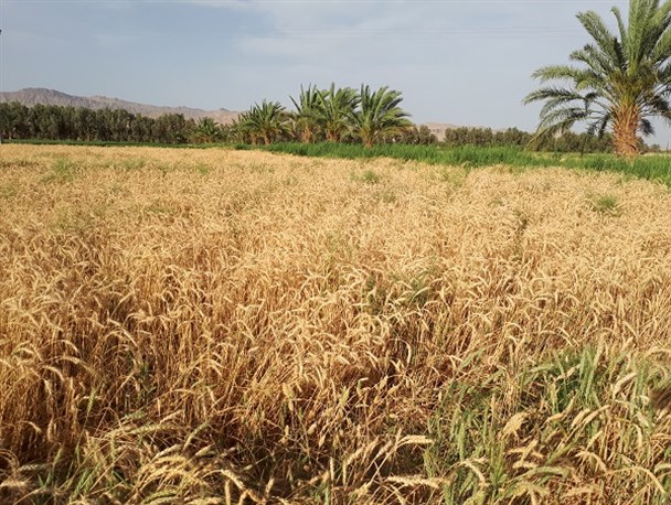 آغاز برداشت گندم از اراضی شهرستان میرجاوه