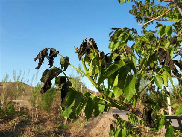 سرمای بهاره باغات بوانات را سیاه کرد/خسارت بیش از صد میلیارد ریالی به باغات + عکس