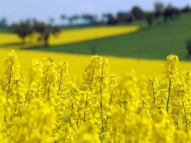 قطب تولید دانه‌های روغنی کشور وابسته به روغن وارداتی/ قیمت پایین خرید تضمینی کلزا برنامه خودکفایی را برهم می‌زند