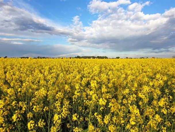 سرمازدگی تولید محصول کلزا در استان زنجان را کاهش داد/ از اواخر اردیبهشت ماه برداشت کلزا در شهرستان طارم آغاز می‌شود