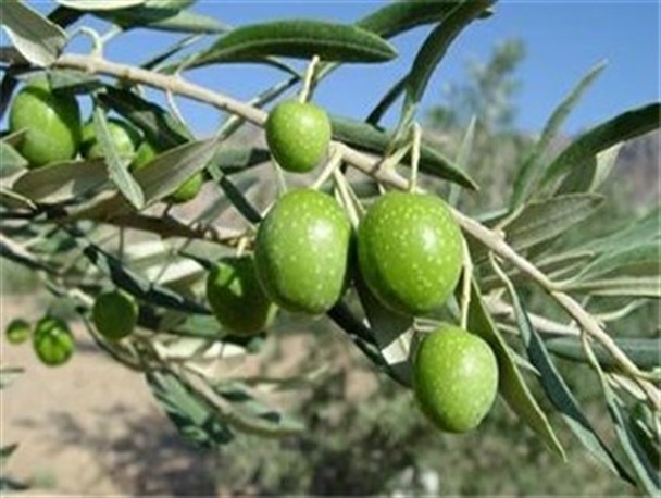 تولید زیتون در باغات شهرستان طارم افزایش می‌یابد