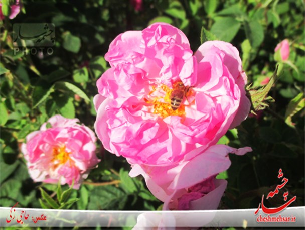 عطر گل محمدی در باغات خوانسار/ تصاویر