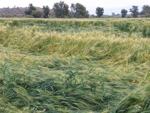 خسارت 132 میلیاردی بارندگی به گچساران