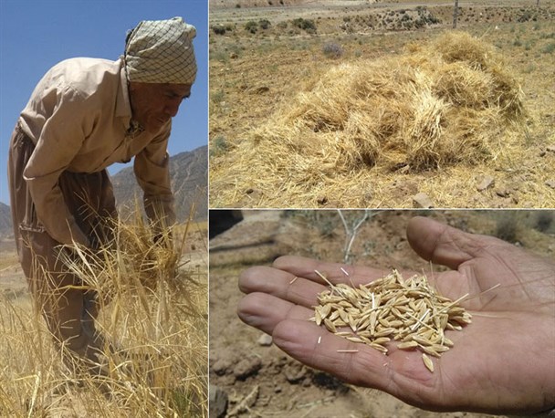 درو جو در شهرستان کوار+تصویر