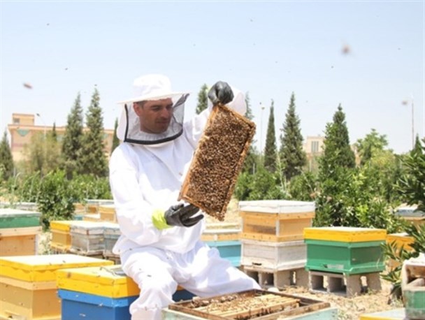 طرح زنبورستان تحقیقاتی واحد کازرون پیشرفت داشته است