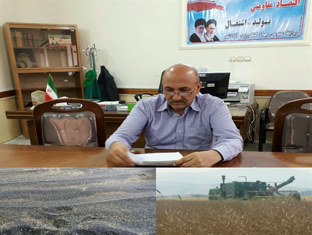 اتمام برداشت کلزا از مزارع آزادشهر/ عدم پرداخت خسارت سرمازدگی کلزا کاران در هیچ یک از شهرهای گلستان
