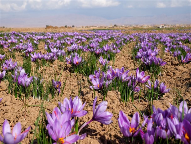 پیش‌بینی تولید ۸۰۰ کیلوگرم زعفران در استان مرکزی