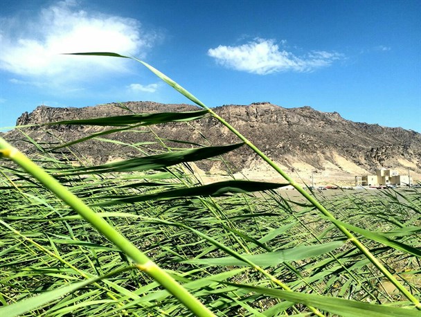 گزارش تصویری/ حال و روز خوب این روزهای هامون