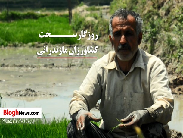روزگار سخت کشاورزان مازندرانی+فیلم