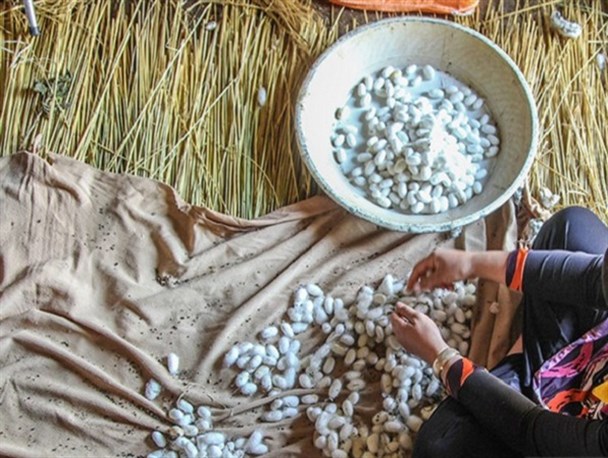 تنیده شدن تار فراموشی بر پیکر صنعت ابریشم گیلان! + فیلم