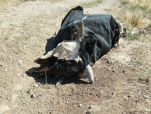 معضل لاشه دام در داودآباد اراک