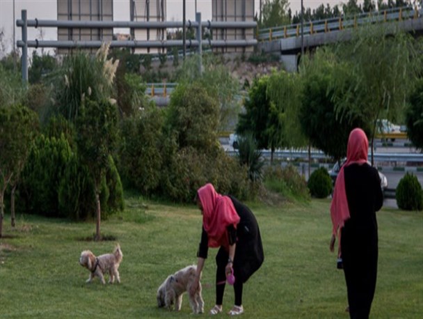 سگ گردانی از مصادیق هویت زدایی فرهنگی در البرز است
