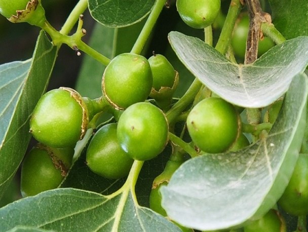 خواص بی‌نظیر یک «گیاه دارویی» در گچساران/ با این معجون صاحب «حنجره طلایی» شوید!+تصاویر